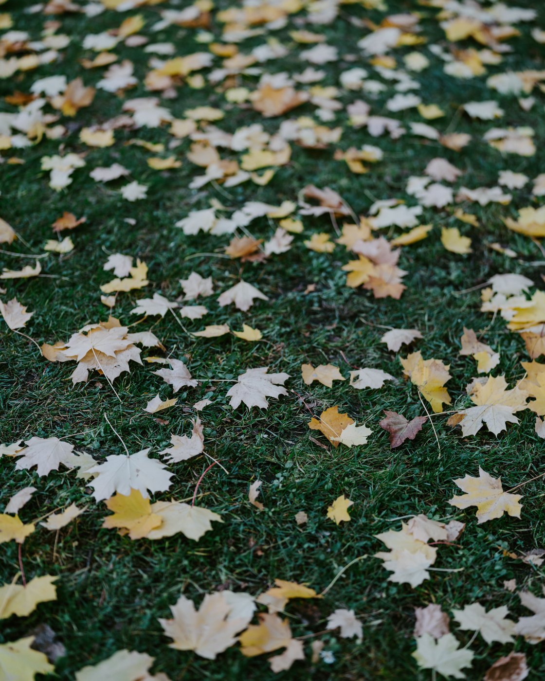 Autumn leaves on a lawn — seasonal stock photo