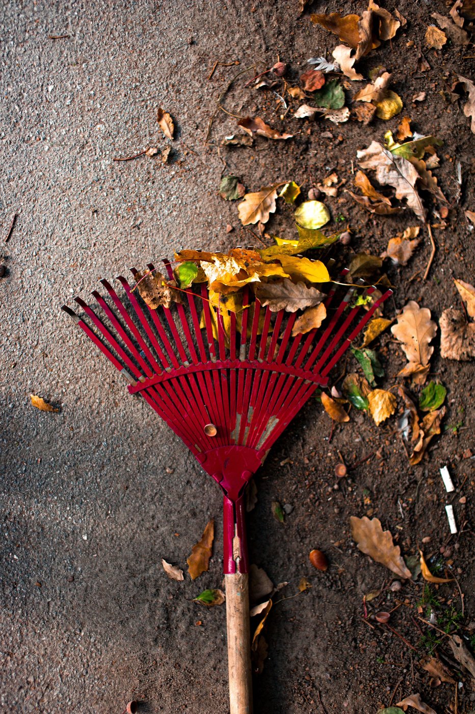 Rake among fallen leaves — seasonal stock photo